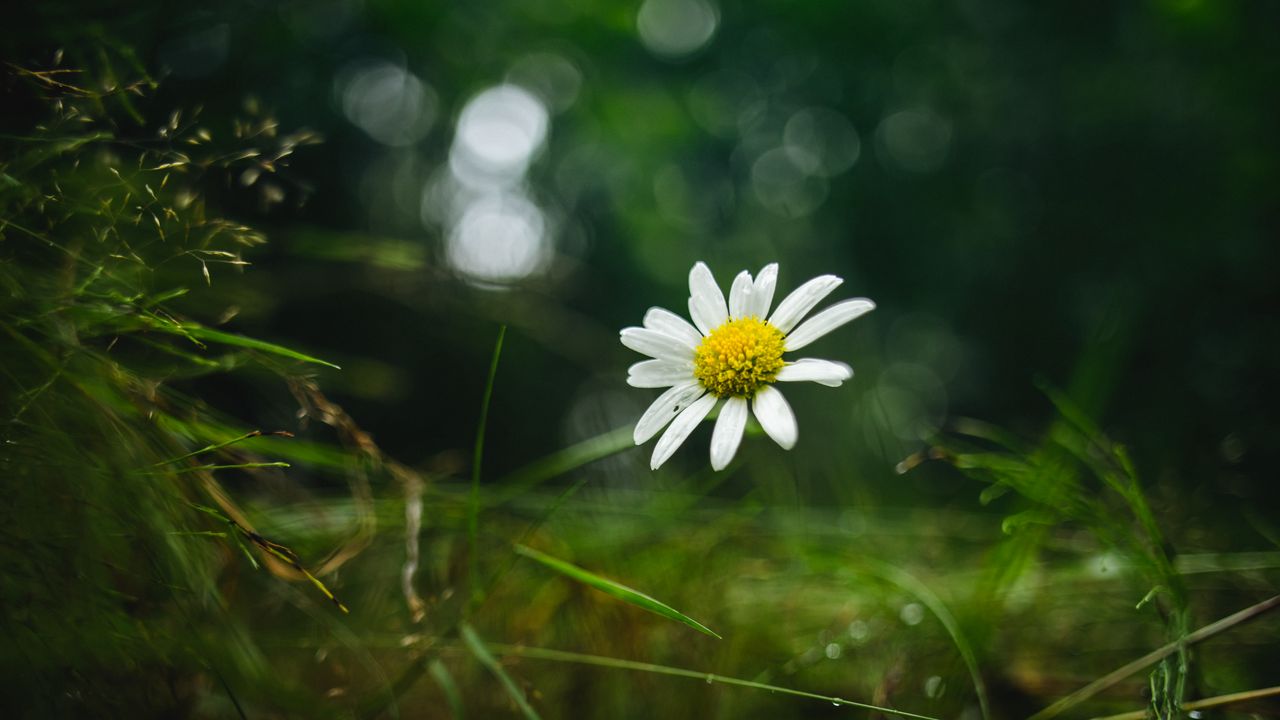 Wallpaper chamomile, flower, petals, macro, green