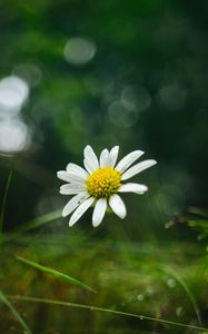 Preview wallpaper chamomile, flower, petals, macro, green