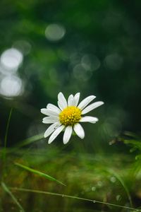 Preview wallpaper chamomile, flower, petals, macro, green