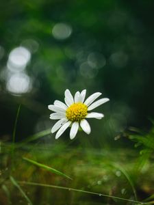Preview wallpaper chamomile, flower, petals, macro, green