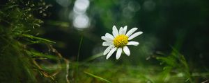 Preview wallpaper chamomile, flower, petals, macro, green