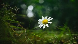 Preview wallpaper chamomile, flower, petals, macro, green