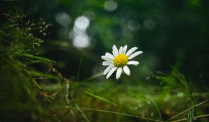 Preview wallpaper chamomile, flower, petals, macro, green