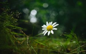 Preview wallpaper chamomile, flower, petals, macro, green