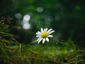 Preview wallpaper chamomile, flower, petals, macro, green