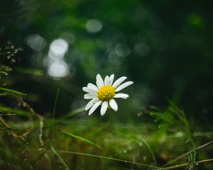 Preview wallpaper chamomile, flower, petals, macro, green