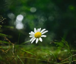 Preview wallpaper chamomile, flower, petals, macro, green