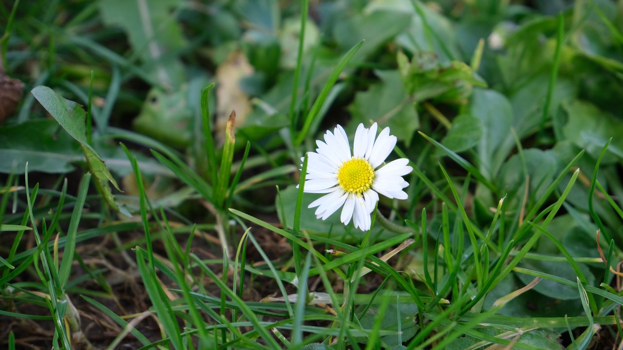 Wallpaper chamomile, flower, petals, grass