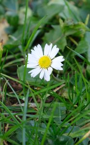 Preview wallpaper chamomile, flower, petals, grass