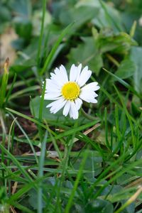 Preview wallpaper chamomile, flower, petals, grass