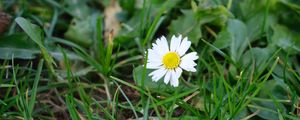 Preview wallpaper chamomile, flower, petals, grass