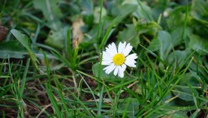 Preview wallpaper chamomile, flower, petals, grass