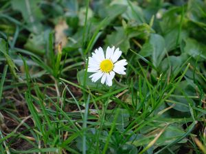 Preview wallpaper chamomile, flower, petals, grass