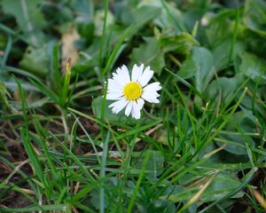 Preview wallpaper chamomile, flower, petals, grass