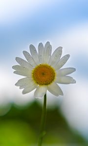 Preview wallpaper chamomile, flower, petals, drops, blur