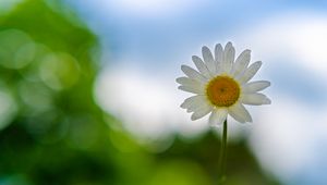 Preview wallpaper chamomile, flower, petals, drops, blur