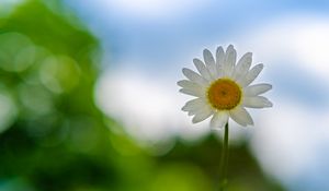 Preview wallpaper chamomile, flower, petals, drops, blur