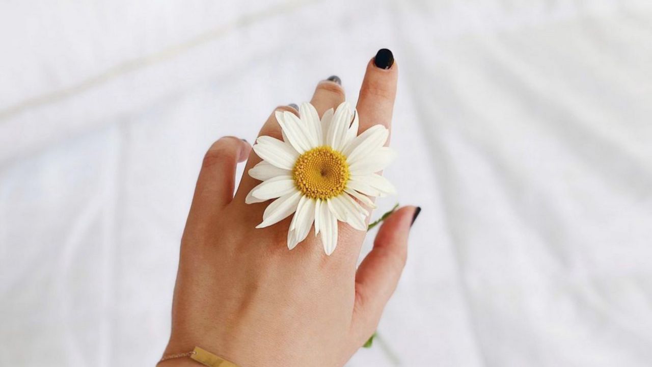 Wallpaper chamomile, flower, petals, hand, white