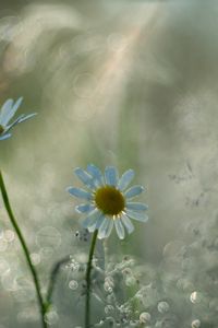 Preview wallpaper chamomile, flower, petals, bokeh, blur