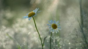 Preview wallpaper chamomile, flower, petals, bokeh, blur