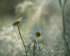 Preview wallpaper chamomile, flower, petals, bokeh, blur