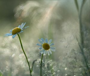 Preview wallpaper chamomile, flower, petals, bokeh, blur