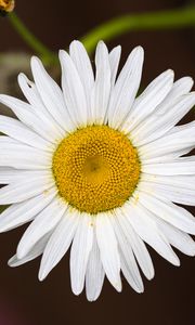 Preview wallpaper chamomile, flower, petals, pollen, macro