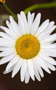 Preview wallpaper chamomile, flower, petals, pollen, macro