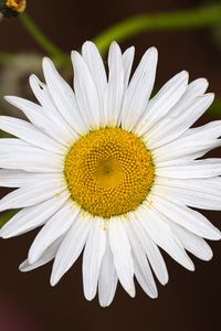 Preview wallpaper chamomile, flower, petals, pollen, macro