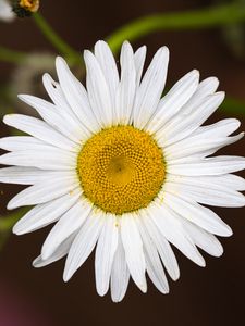 Preview wallpaper chamomile, flower, petals, pollen, macro