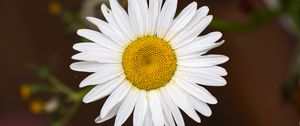 Preview wallpaper chamomile, flower, petals, pollen, macro