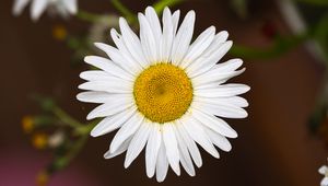 Preview wallpaper chamomile, flower, petals, pollen, macro