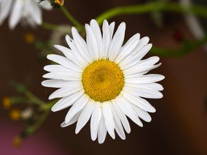 Preview wallpaper chamomile, flower, petals, pollen, macro