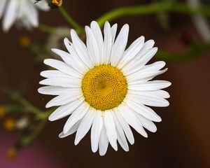 Preview wallpaper chamomile, flower, petals, pollen, macro