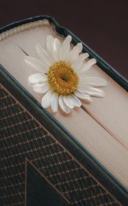 Preview wallpaper chamomile, flower, petals, book