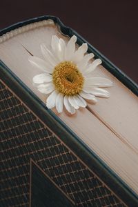 Preview wallpaper chamomile, flower, petals, book