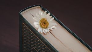 Preview wallpaper chamomile, flower, petals, book