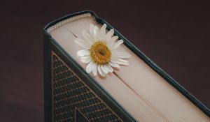 Preview wallpaper chamomile, flower, petals, book