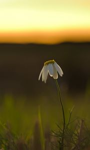 Preview wallpaper chamomile, flower, petals, blur