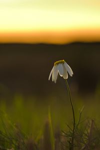 Preview wallpaper chamomile, flower, petals, blur