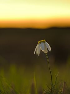 Preview wallpaper chamomile, flower, petals, blur