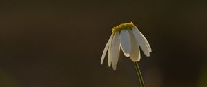 Preview wallpaper chamomile, flower, petals, blur