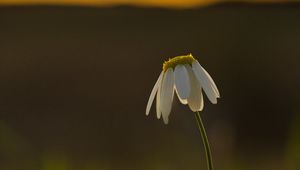 Preview wallpaper chamomile, flower, petals, blur