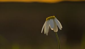 Preview wallpaper chamomile, flower, petals, blur