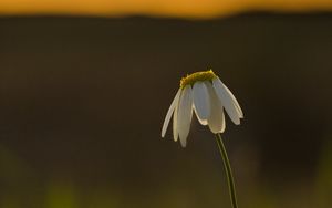 Preview wallpaper chamomile, flower, petals, blur