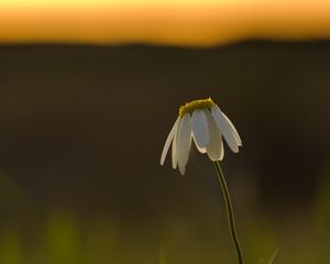 Preview wallpaper chamomile, flower, petals, blur