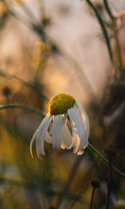 Preview wallpaper chamomile, flower, petals, macro, wild