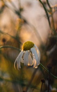 Preview wallpaper chamomile, flower, petals, macro, wild