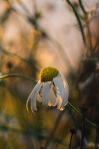 Preview wallpaper chamomile, flower, petals, macro, wild