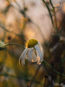 Preview wallpaper chamomile, flower, petals, macro, wild